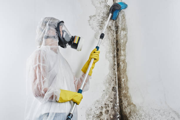 Best White Mold Remediation in Milton, WI