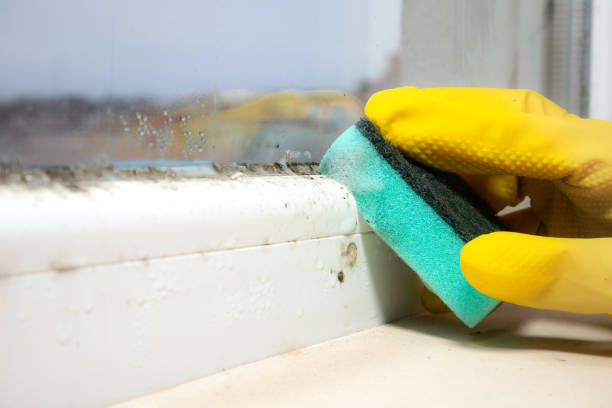 Best Health and Safety Mold Remediation in Milton, WI