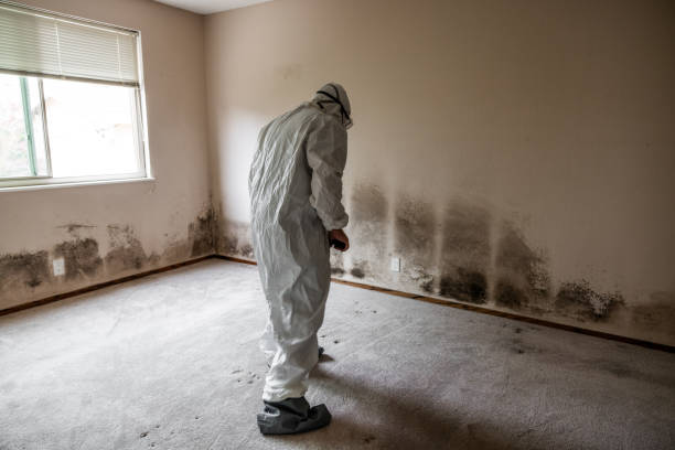 Best Attic Mold Remediation in Milton, WI