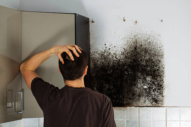 Best Emergency Mold Remediation in Milton, WI