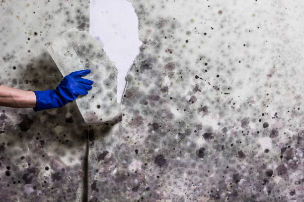 Best Post-Flood Mold Remediation in Milton, WI