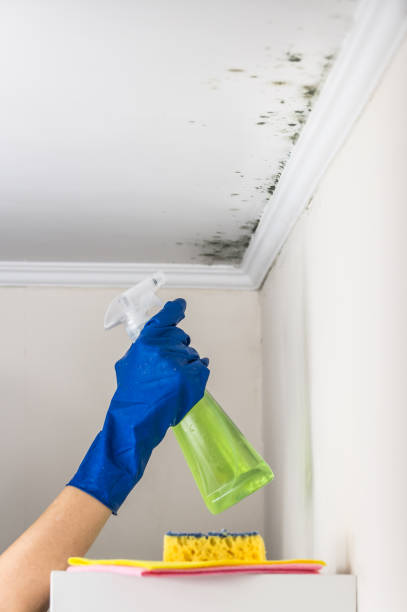 Best Emergency Mold Remediation in Milton, WI