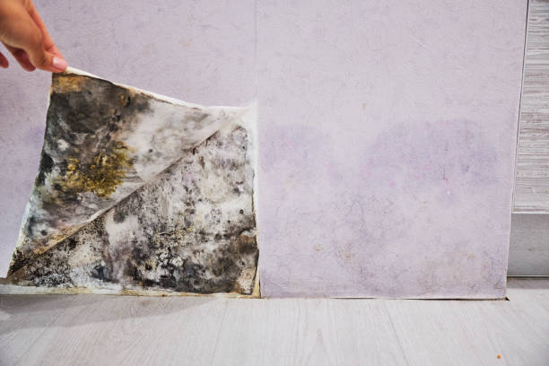 Best Commercial Mold Remediation in Milton, WI